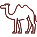 camel